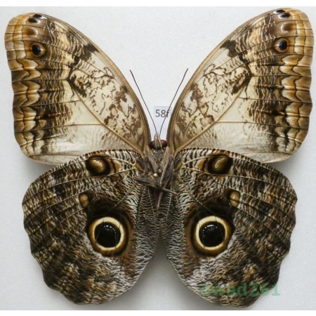 Caligo sp. reverse Peru 108mm58f
